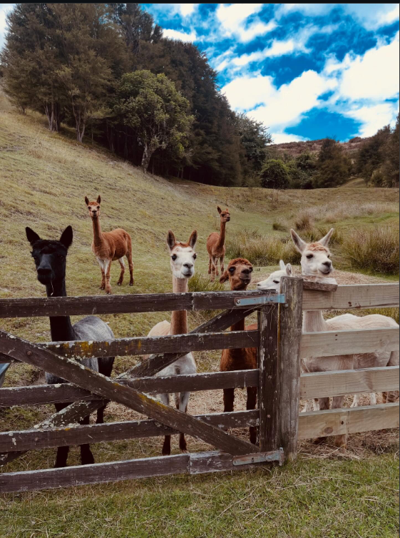 Our alpaca herd on the hills at Moutere Hill Farm